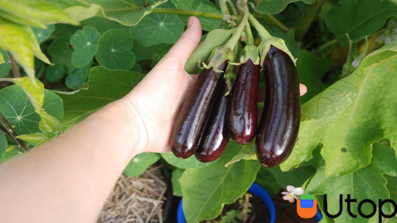 Sử dụng tay của bạn để kiểm soát các loại rau.